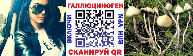где найти наркотики Топки Псилоцибиновые грибы MAGIC MUSHROOMS